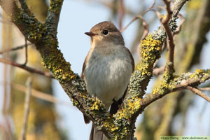 Mindre flugsnappare, Ficedula parva